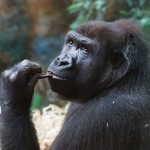 【オーバーウォッチ】ウィンストンの立ち回り、ジャンプパックの使い方